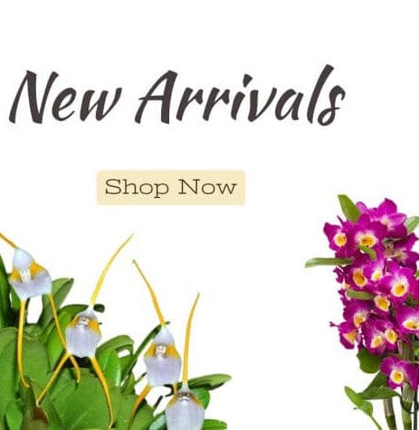 New Arrival Orchids
