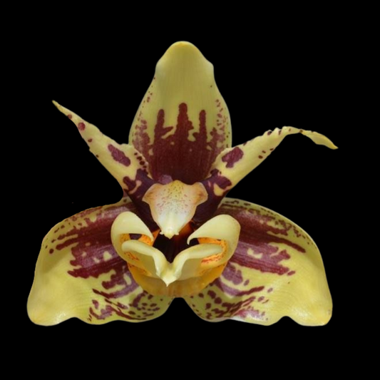 Stanhopea reichenbachiana 'Eve' x Stanhopea tigrina 'Glory of Mexico'
