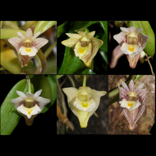 Dendrobium pachyphyllum