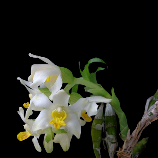 Catasetinae Alliance: Chysis bractescens