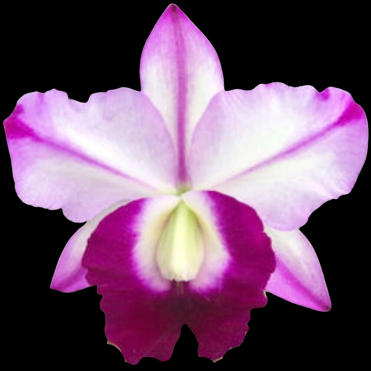 Cattleya Alliance: Memoria Robert Strait 'Islander Delights'