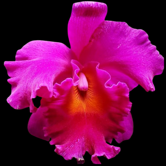 Cattleya Alliance: Blc. Cornerstone