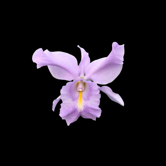 Cattleya Alliance: Cattleya Sea Breeze 'Blue Ribbon' HCC/AOS