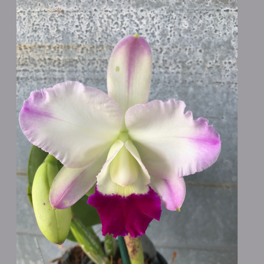 Cattleya Alliance: Rlc. Hua Young Royal