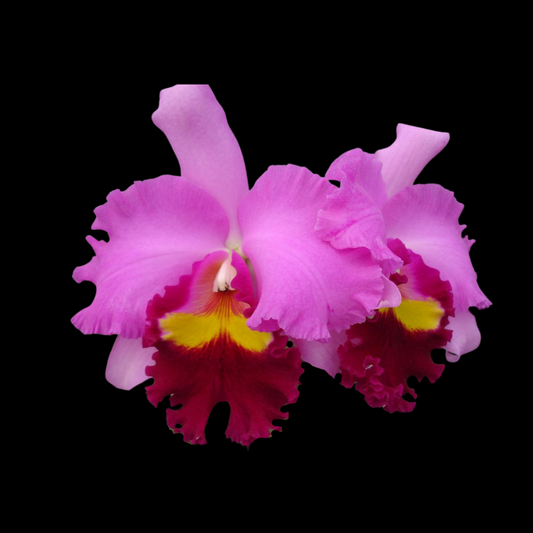 Cattleya Alliance: Cattleya Taichung Beauty