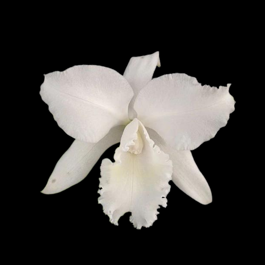 Cattleya Alliance: Cattleya Ruth Shepherd × Jean Marie Skelly