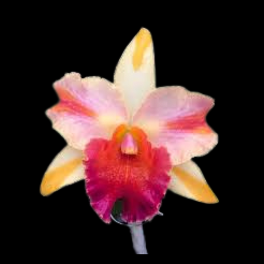 Cattleya Alliance: Rth. Fu Shu Glory x Rlc. Amazing Thailand