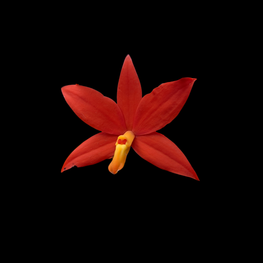 Brassavola nodosa x Prosthechea vitellina