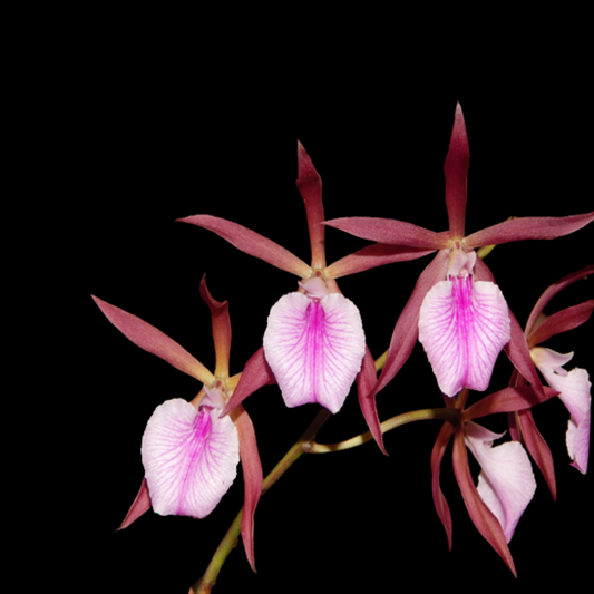 Encyclia Jairak Treasure 'Brown Bird'