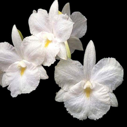 Broughtonia sanguinea var. alba x Ctna. Maui Maid 'Lea' AM/AOS - Ctna. Jet Set