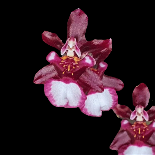 Oncidium Alliance: Jairak Fragrance 'Ha-Nu-Maan'