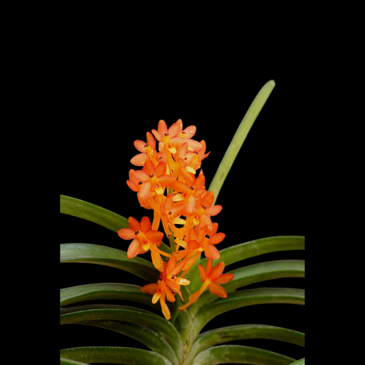 Ascocentrum miniatum
