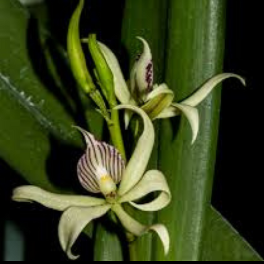 Encyclia fragrans