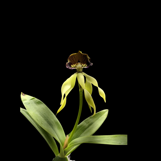 Encyclia cochleata