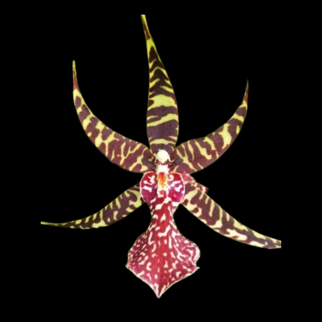 orchids snake plant Oncidium Alliance: Arthurara Sea Snake 'Unforgettable' – La Foresta Orchids