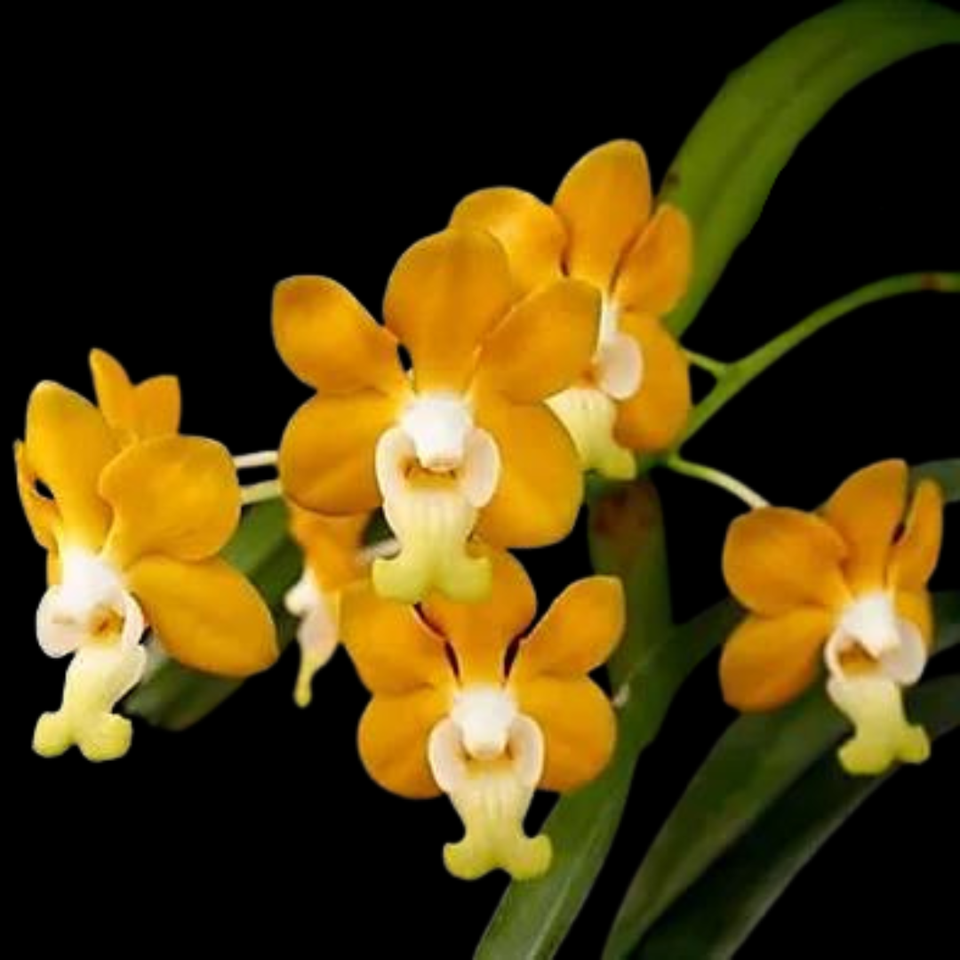 Vanda denisoniana
