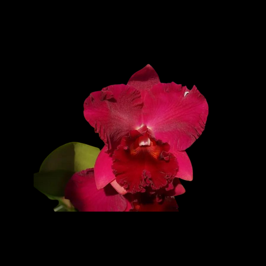 Cattleya Alliance: Rlc. Siao-Cing Beauty 'Red Rose'