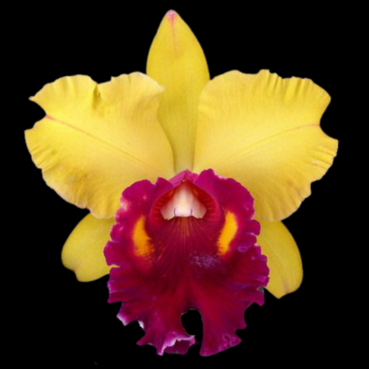 Cattleya Alliance: Blc. Tainan Gold 'Golden Oriole' AM/AOS