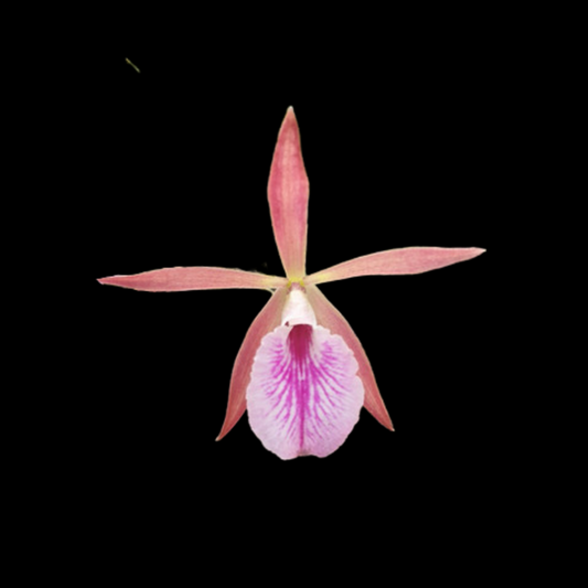 Encyclia Jairak Treasure 'Haliastur'