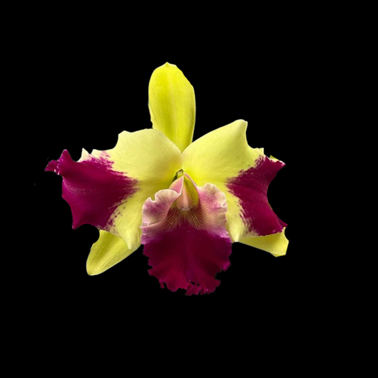 Cattleya Alliance: Rlc. Kat Red Panda 'Dragon Cat'