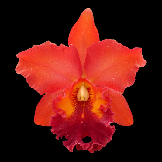 Cattleya Alliance: Rlc. Nakornchaisri Red 'Red Papaya'
