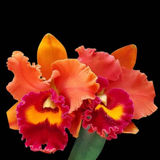 Cattleya Alliance: Rlc. Focus Taiwan