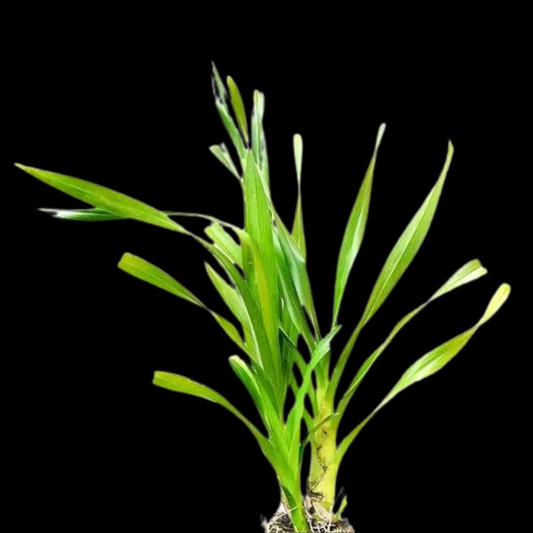 Grammatophyllum wallisii ‘Peacock’