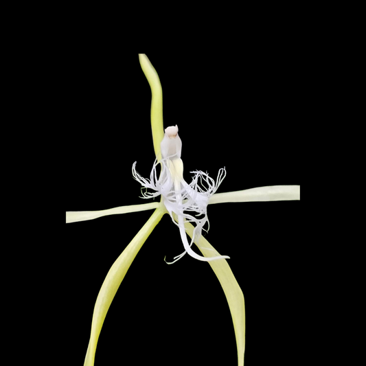Epidendrum ciliare