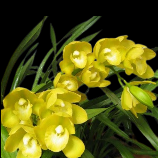 Cymbidium Kusuda Fantasy 'Perfume Imperial Robe'