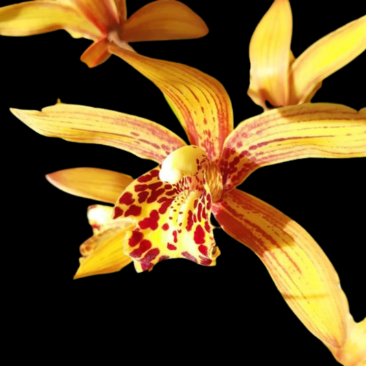 Cymbidium Chen's Ruby