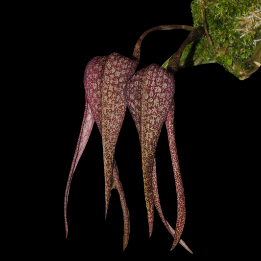 Bulbophyllum longisepalum