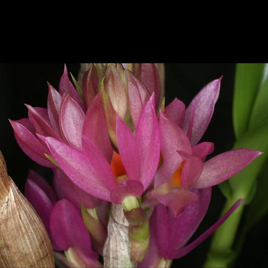 Dendrobium bracteosum`Pink'
