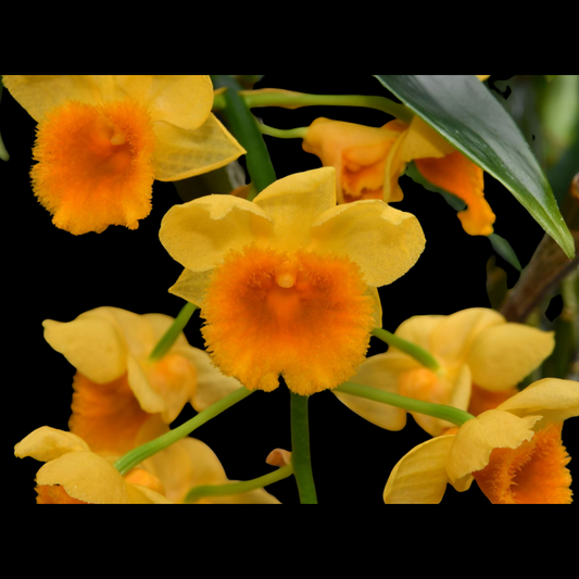 Dendrobium densiflorum