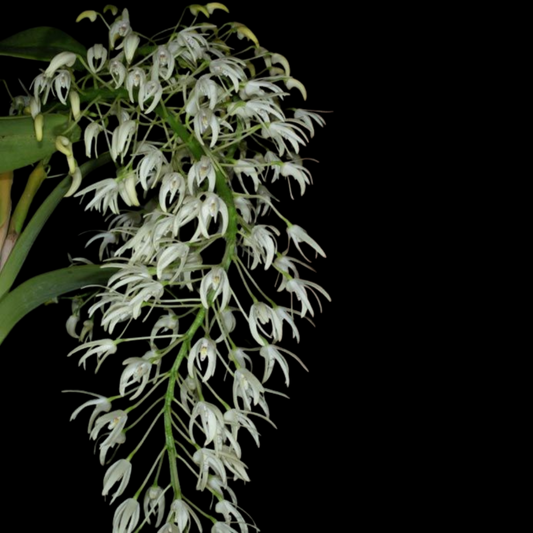 Dendrobium speciosum