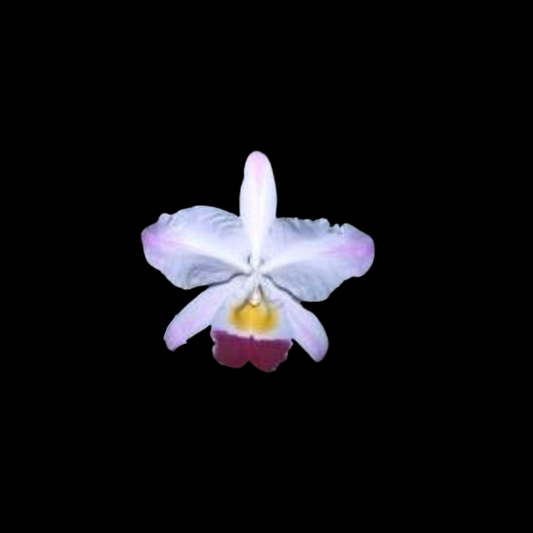 Cattleya eldorado var. semi alba