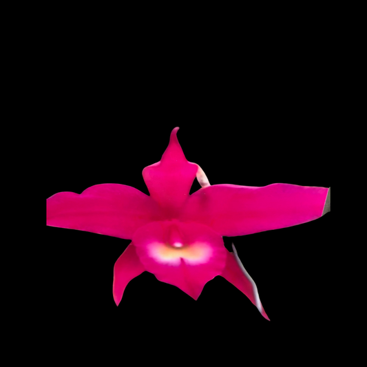 Brassavola cucullata x Rlc. Bryce Canyon