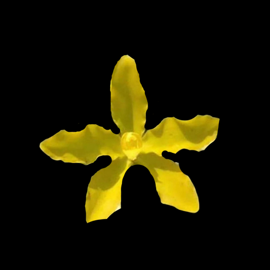 Grammatophyllum speciosum