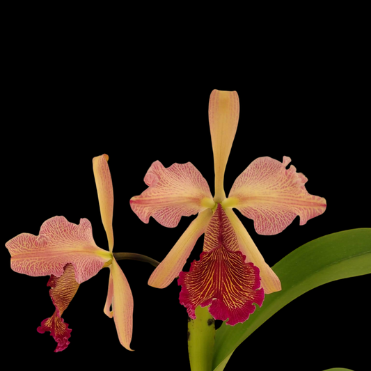 Cattleya dowiana var. rosita