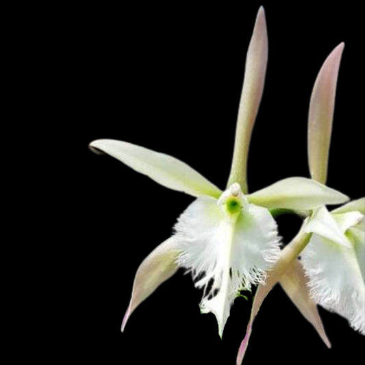 Rhyncholaelia digbyana x Epidendrum ciliare - Rhychodendrum Cabalgata en Verde