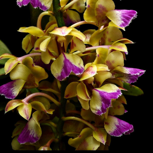 Aerides houlletiana Aerides La Foresta Orchids