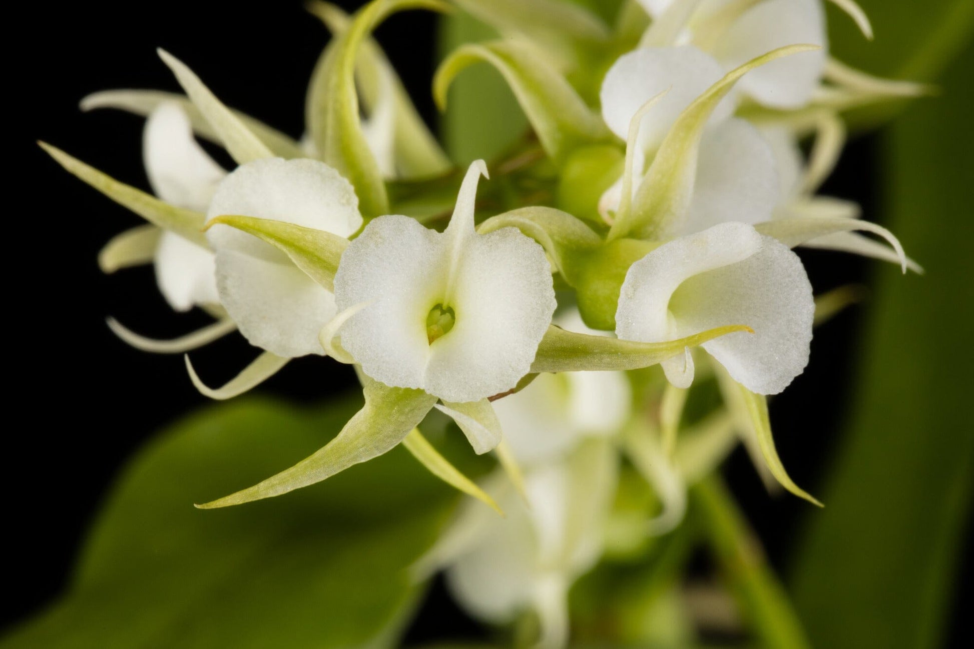 Angraecum Alliance: Oeoniella polystachys Angraecum La Foresta Orchids 
