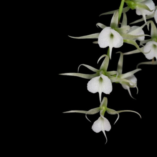 Angraecum Alliance: Oeoniella polystachys Angraecum La Foresta Orchids 