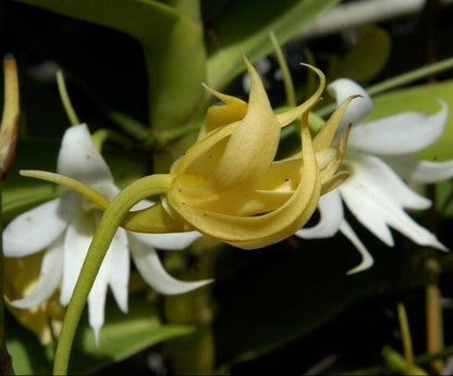 Angraecum Alliance: Sobennikoffia humbertiana Angraecum La Foresta Orchids 
