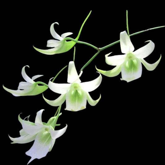 Angraecum Alliance: Sobennikoffia humbertiana Angraecum La Foresta Orchids