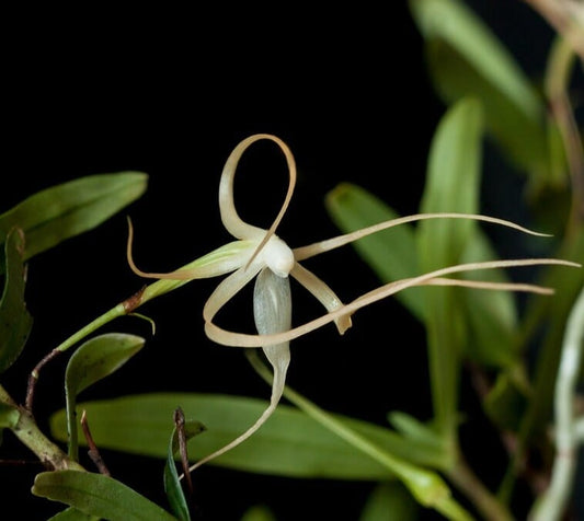 Angraecum corrugatum Angraecum La Foresta Orchids