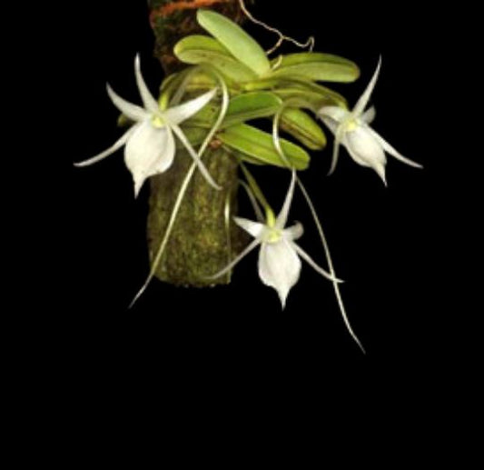 Angraecum drouhardii Angraecum La Foresta Orchids