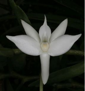 Angraecum florulentum Angraecum La Foresta Orchids 