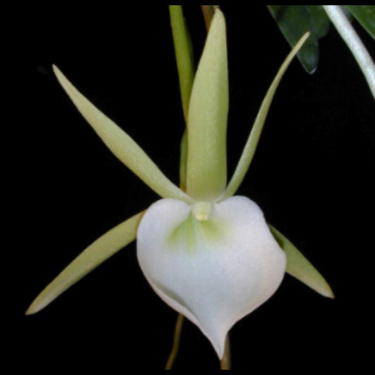 Angraecum praestans Angraecum La Foresta Orchids 