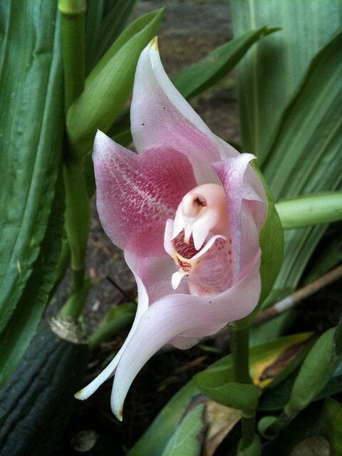 Anguloa virginalis Anguloa La Foresta Orchids