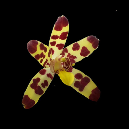 Ansellia africana spots Ansellia La Foresta Orchids